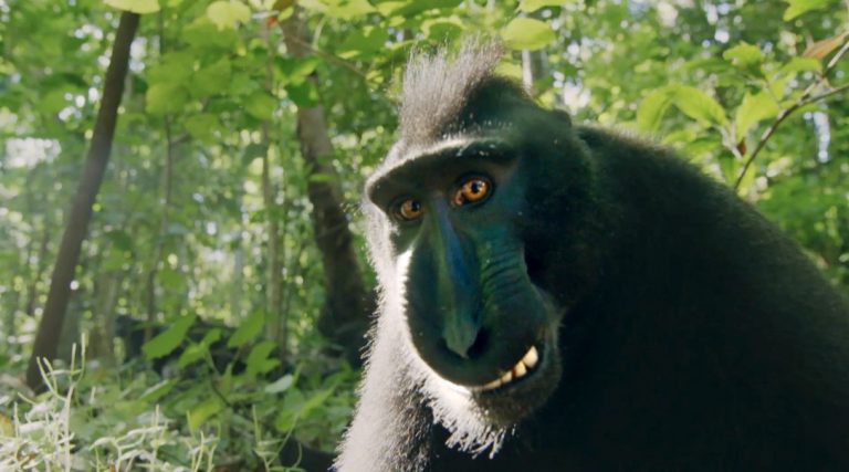AP Monkeys – An amazing Family Promo